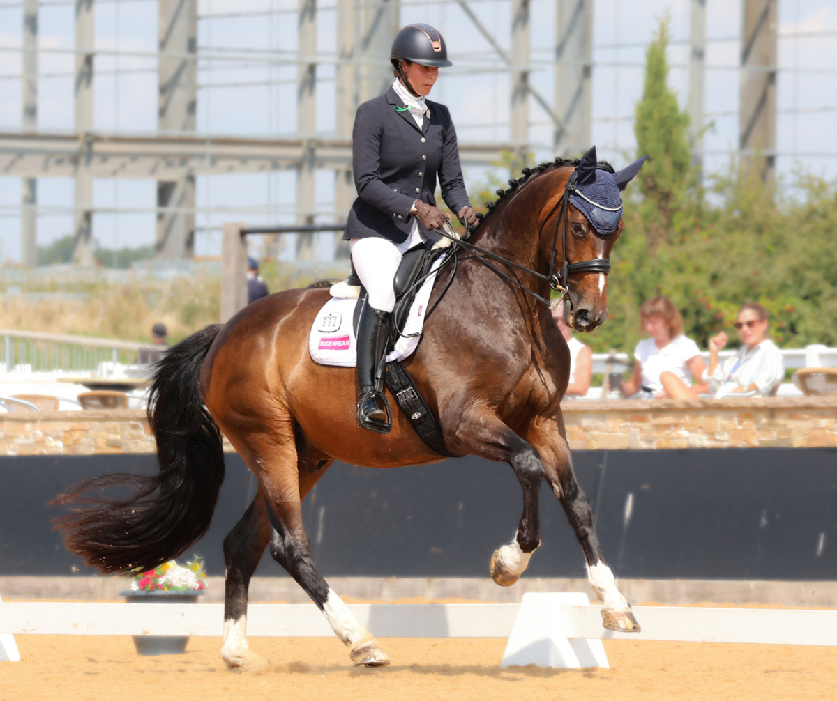 Smart Saddles Smart Saddle System Dressage Range