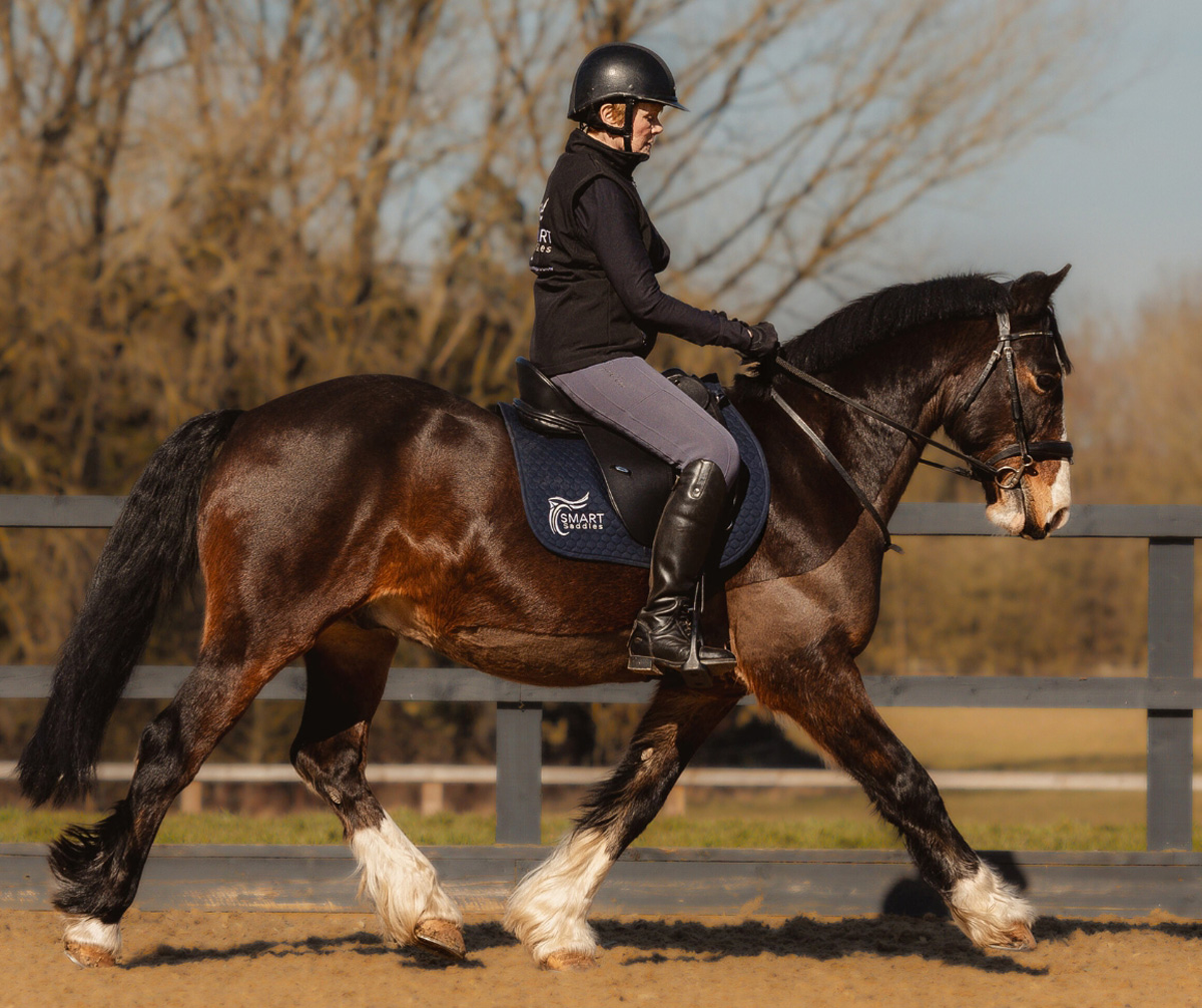 Smart Saddles Smart Saddle System Multi-Discipline