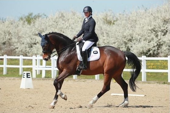 Dressage