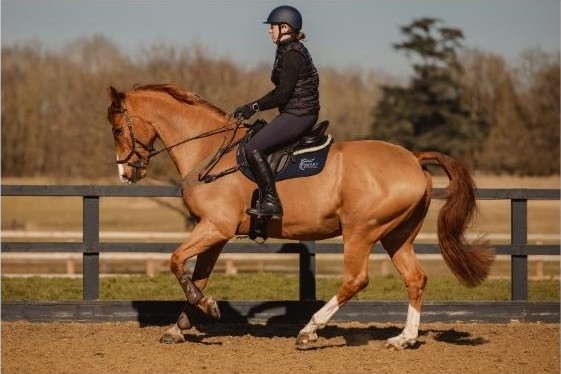 Dressage