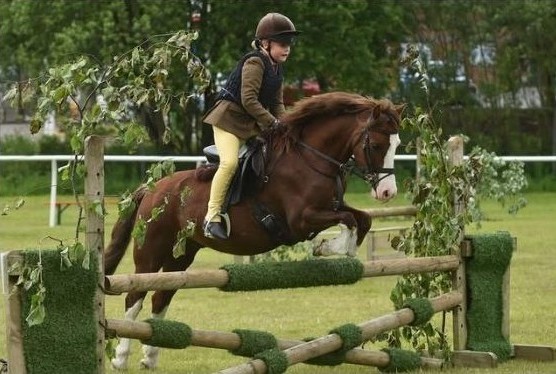 Dressage