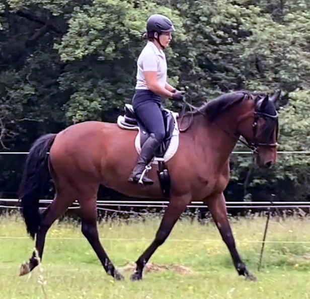 SMART Elite Dressage saddle offers effective rider balance