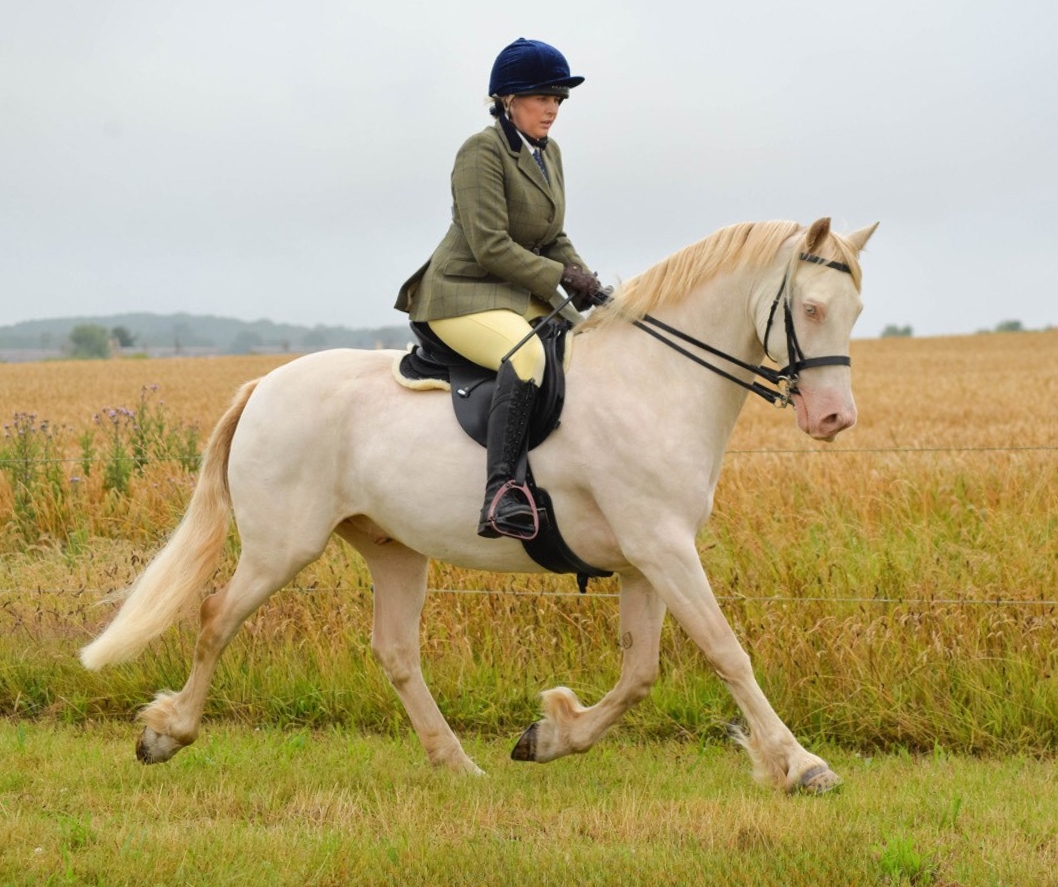 I am delighted to finally have a saddle my horse is happy in