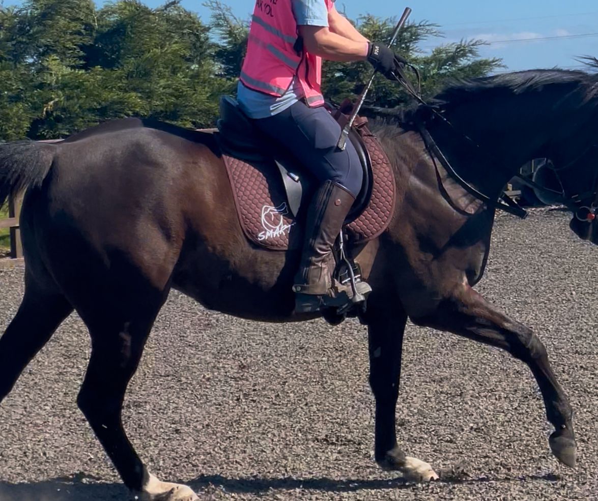 SMART Saddles come highly recommended for sensitive mare