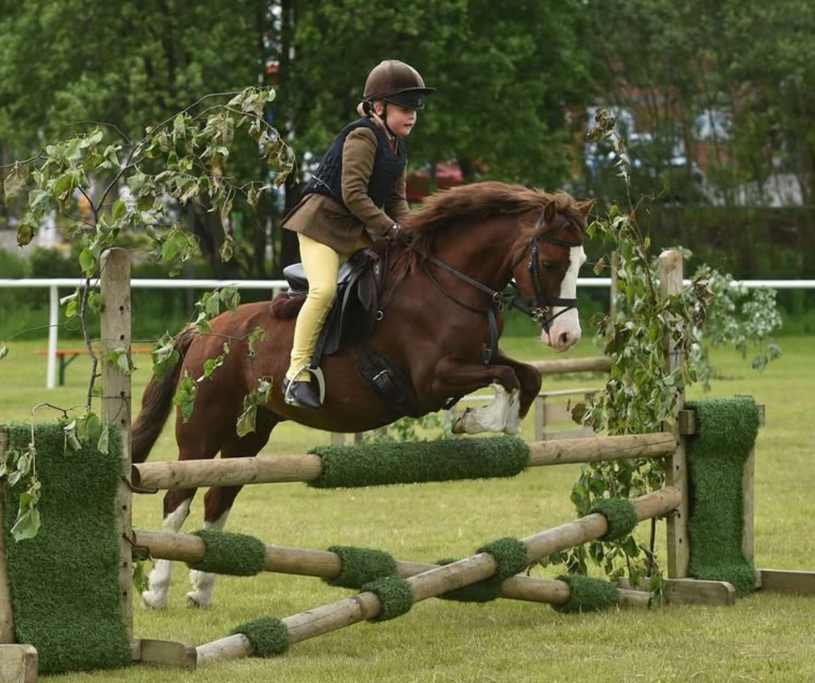 For a smart and traditional look, the SMART Elite Hunter/Jumper is the perfect fit. 